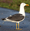 juvenile LBBG in October, ringed in Norway. (131273 bytes)